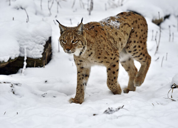 Lynx