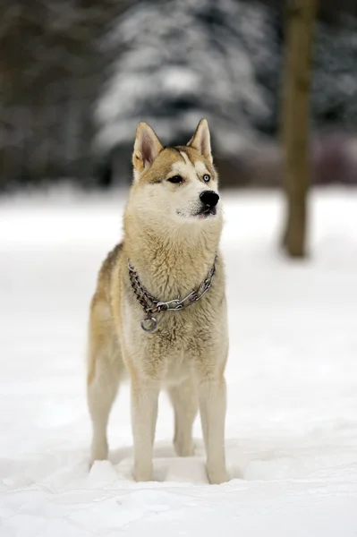 Husky — Stockfoto