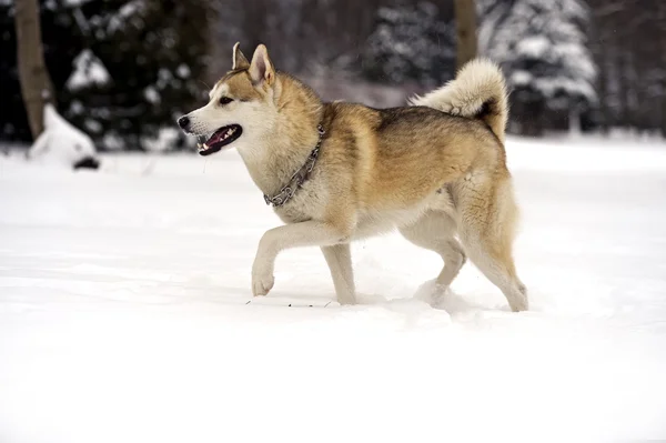 Husky — Stock fotografie