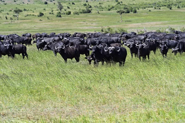 African Buffalo — Stock Photo, Image