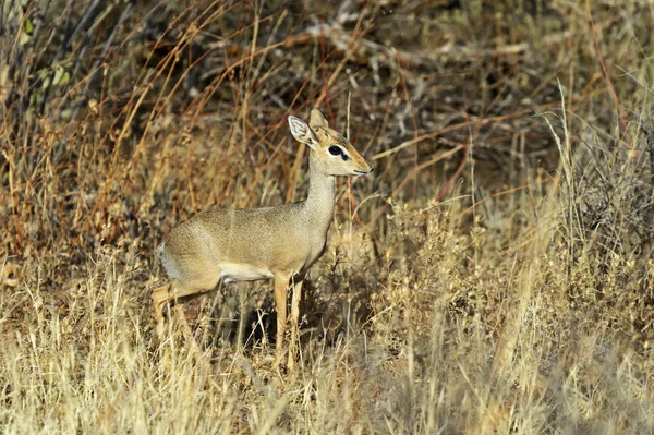 Ceylan dik dik — Stok fotoğraf