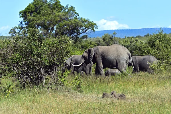 Elephant — Stock Photo, Image