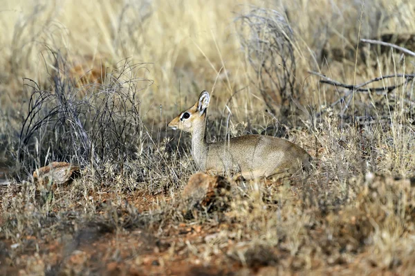 Ceylan dik dik — Stok fotoğraf