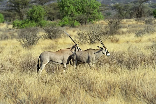 Oreks gazella — Stockfoto