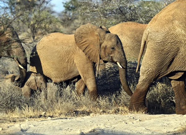 Elefant — Stockfoto