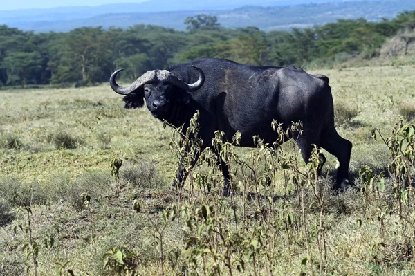 Buffalo — Stock Photo, Image