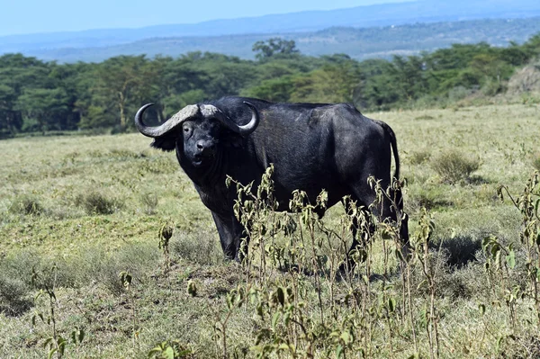 Buffalo — Stock Photo, Image