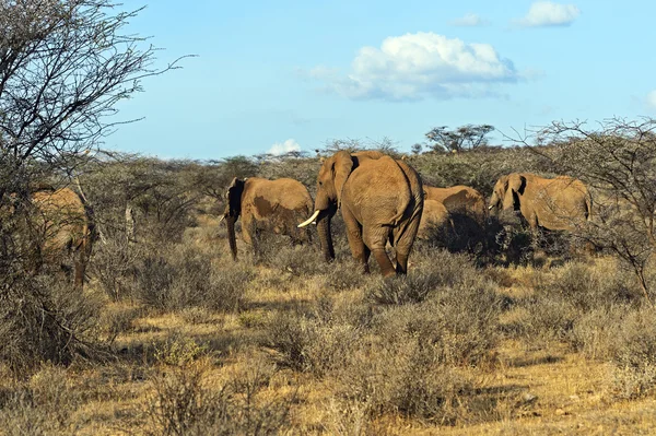 Olifant — Stockfoto