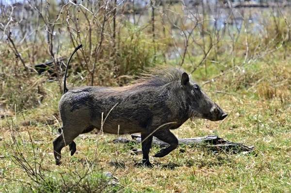 Warthog — Stok Foto