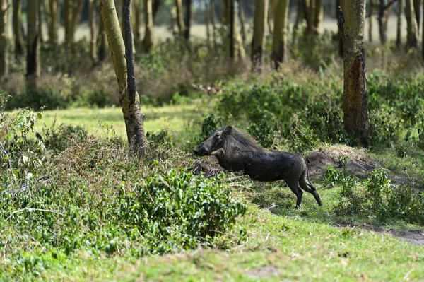 Wilde zwijnen — Stockfoto