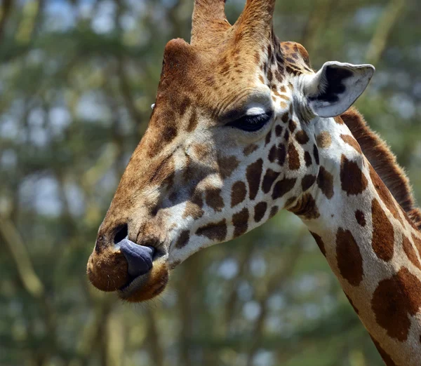 Giraffe — Stock Photo, Image