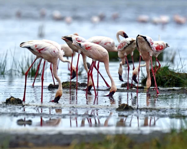 Flamants roses — Photo