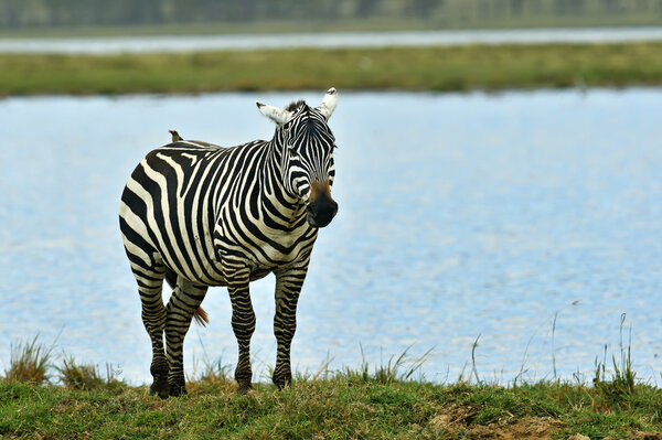 Zebra's in africa walking on the savannah