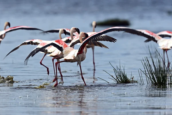 Flamingo — Stockfoto