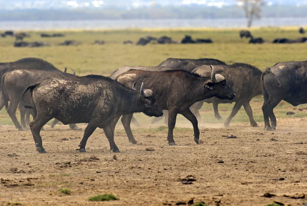 Buffels — Stockfoto