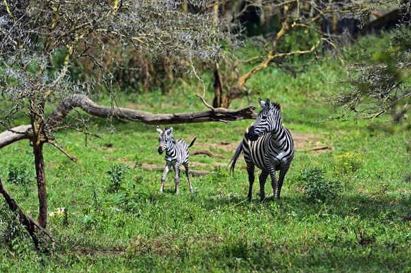 Zebra. — Fotografia de Stock