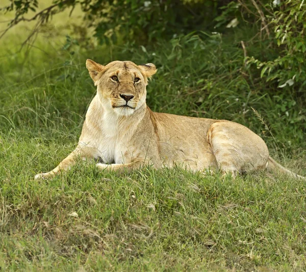 Aslanlar Masai Mara — Stok fotoğraf