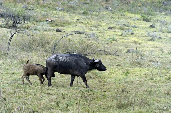 BURFALO — Stockfoto