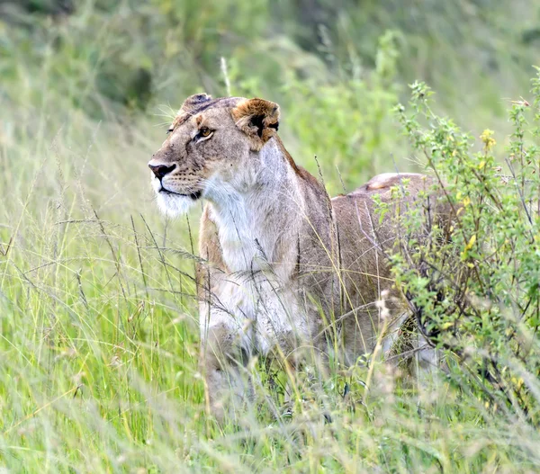 Masaai mara — Stockfoto