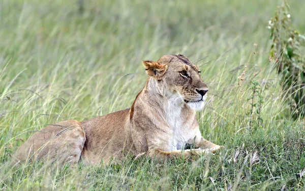 Aslanlar Masai Mara — Stok fotoğraf