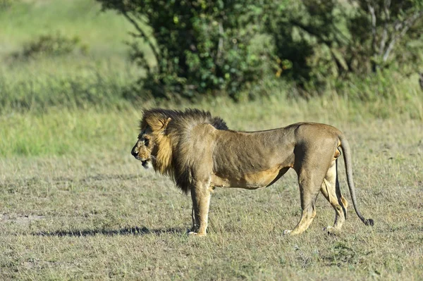 Lwy Masai Mara — Zdjęcie stockowe