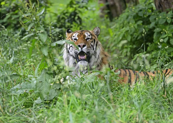 Tigre di Amur — Foto Stock