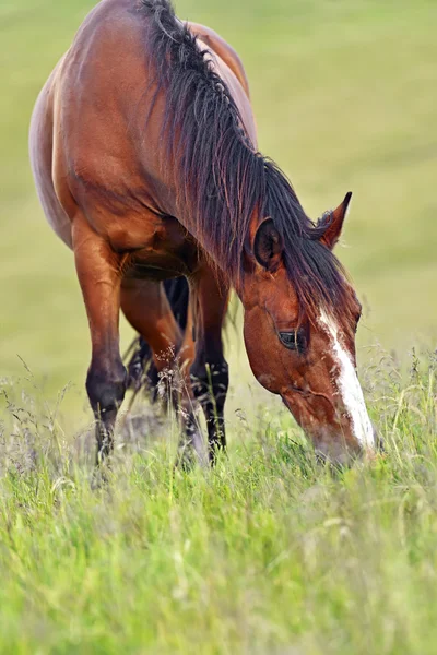 Caballo — Foto de Stock