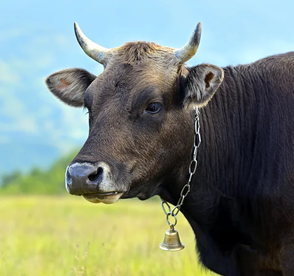 Karpatische koe — Stockfoto