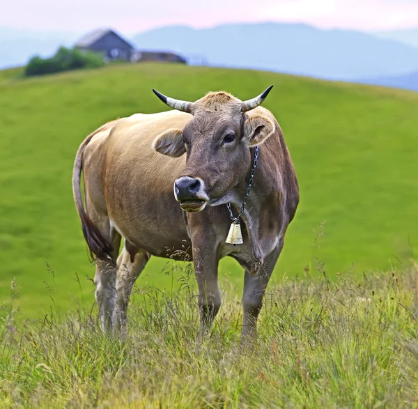 Carpathian cow — Stock Photo, Image