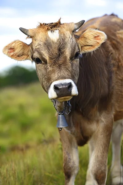 Carpatos de vaca — Foto de Stock