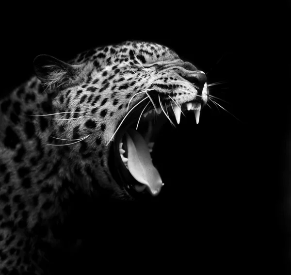 Leopardo — Foto Stock