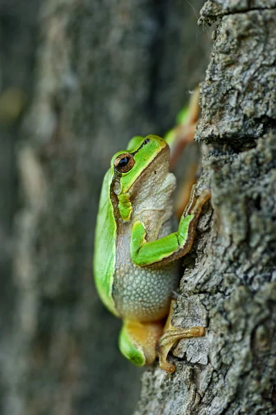 Frog — Stock Photo, Image