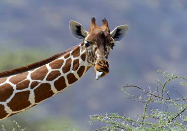 afrika zürafalar