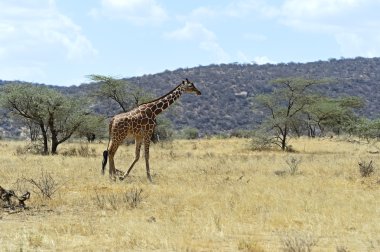afrika zürafalar