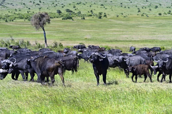 Buvol africký — Stock fotografie