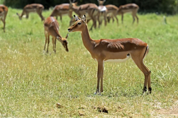 インパラ ガゼル — ストック写真