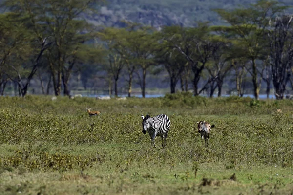 African Zebra — Stock Photo, Image