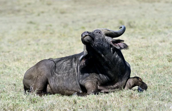 Búfalo — Foto de Stock