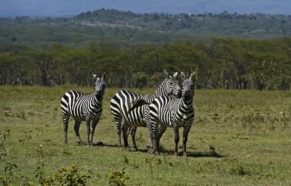 Zebra. — Fotografia de Stock