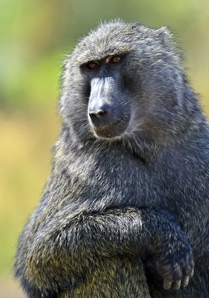 Baboons — Stock fotografie