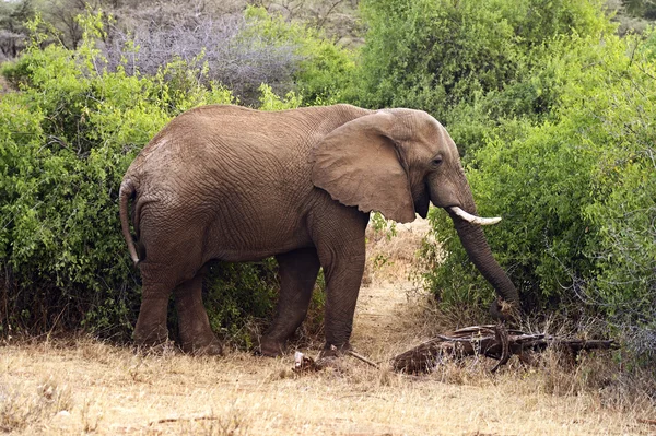 Elefant — Stockfoto