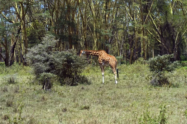 Zürafa — Stok fotoğraf