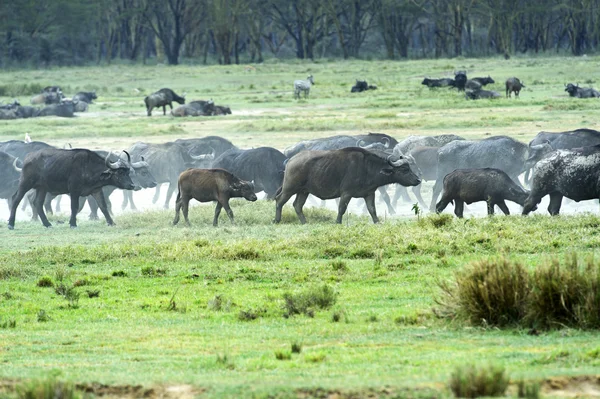 Afrikaanse buffel — Stockfoto