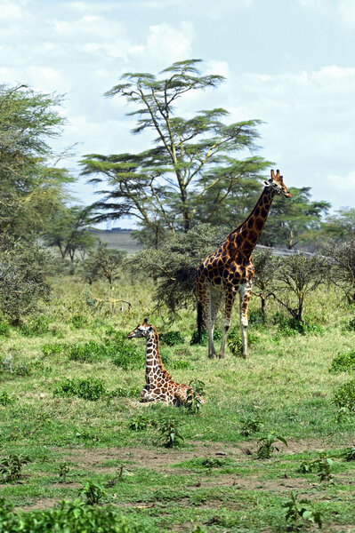 Giraffe in savannah in their natural habitat
