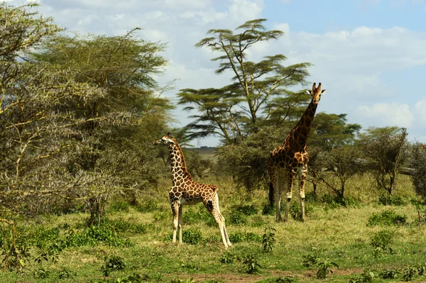 Girafa — Fotografia de Stock