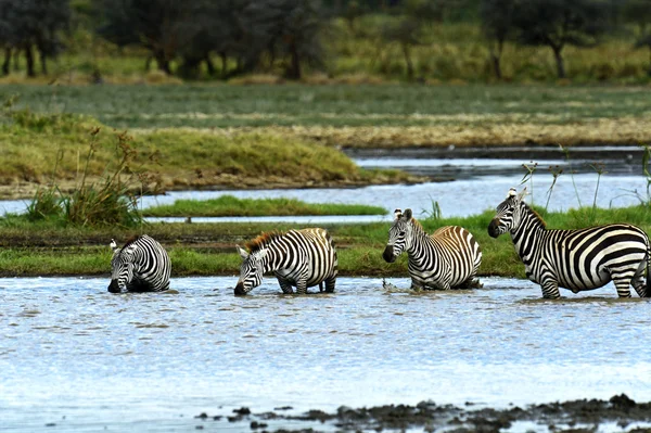 Zebra — Stock Fotó