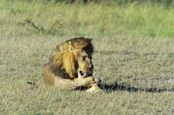 Aslan — Stok fotoğraf