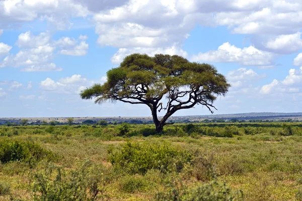 Masai Mara — Stock Photo, Image