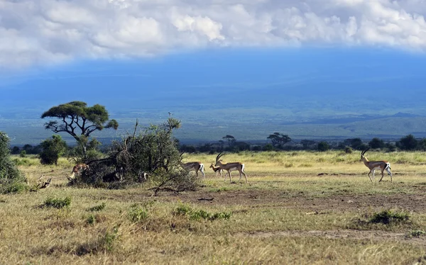 Grant's gazelle — Stock Photo, Image