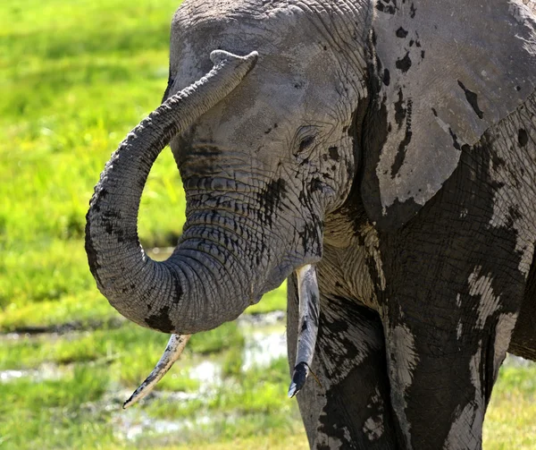 Elephant — Stock Photo, Image